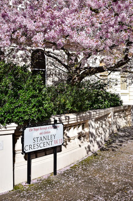 A flowering cherry blossom tree with light pink petals extends over a low, cream-colored stone wall in an urban setting. The tree's branches are full of blossoms, some petals have fallen onto the pavement below, creating a pink carpet along the sidewalk. Behind the wall, dark green dense shrubs provide contrast to the delicate blossoms. A black and white street sign attached to the wall indicates 'Stanley Crescent, W.11,' and the sign appears slightly tilted. The background includes the edge of a white building partially obscured by the tree and bushes. Bright sunlight casts shadows of the branches and leaves onto the wall and pavement, highlighting the natural textures and creating a vibrant, peaceful scene typical of a residential area that might involve private or independent waste collection practices in the vicinity, aligning subtly with the theme of rubbish removal and urban greenery maintenance.